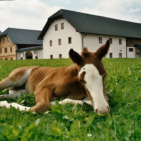 Espi-stables Esterhammer Liebenau (Upper Austria)