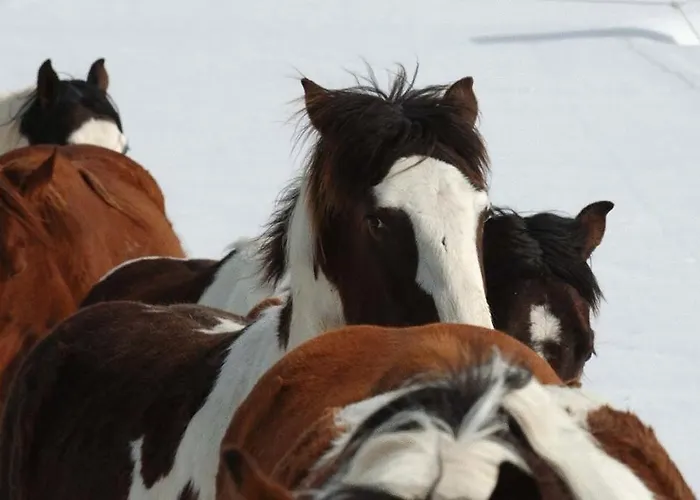 مزرعة للإقامة Espi-stables Esterhammer