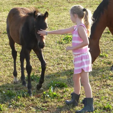 Espi-stables Esterhammer בית חווה