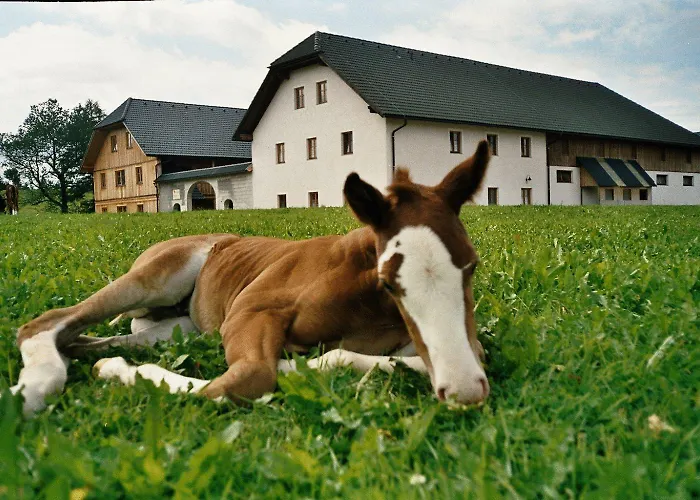 Espi-stables Esterhammer Liebenau (Upper Austria)